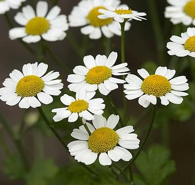 H. Iarba fetei (Tanacetum parthenium)