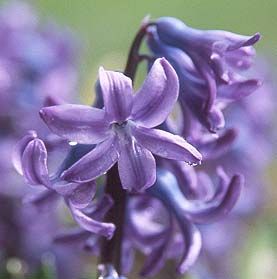 Hyacinthus orientalis - zambila mov