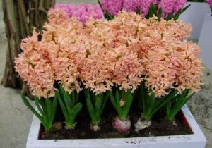 Hyacinthus