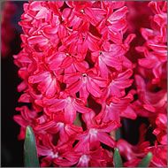 Hyacinthus orientalis - zambila rosie