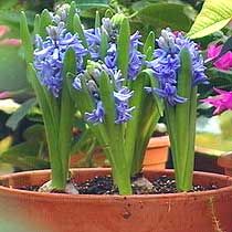 Hyacinthus orientalis - zambila cultivata in ghiveci