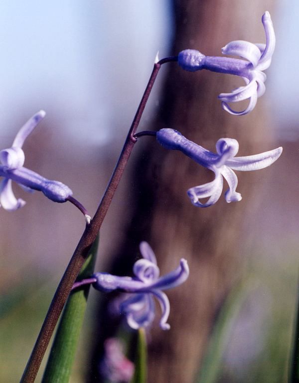 Hyacinthus orientalis - zambila simpla, mov