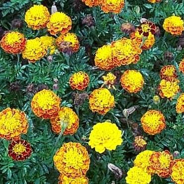 I. Craita (Tagetes patula)