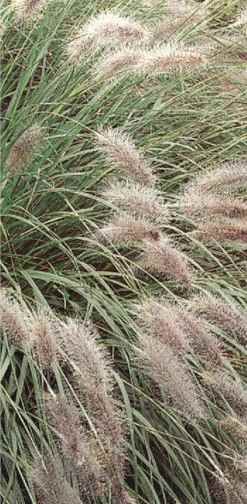 Ierburi ornamentale