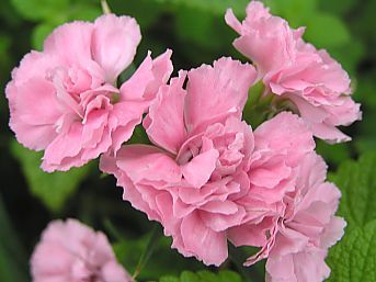 Dianthus Caryophyllus (garoafa, garofita) 3