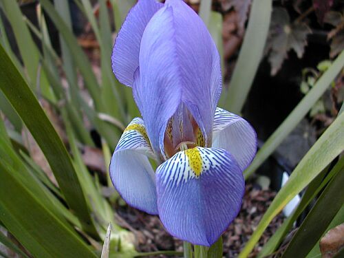 iris lazica (2)