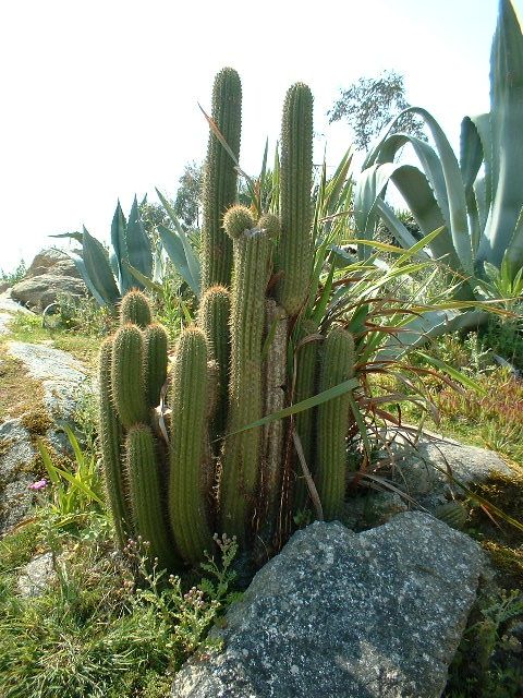 Echinopsis spachiana 2