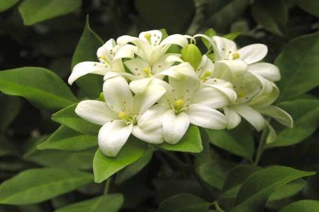 Jasminum