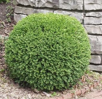 Buxus Wintergreen