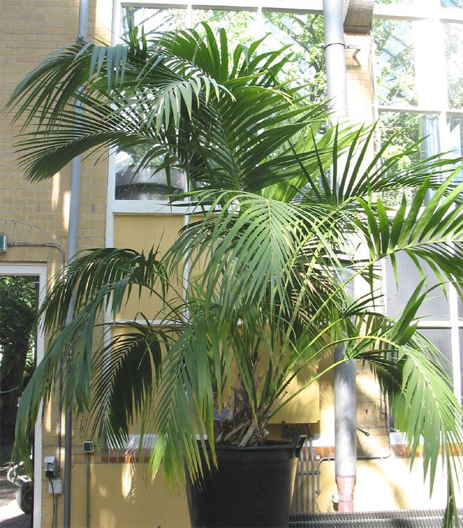 Kentia - Howea fosteriana