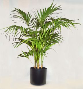 Kentia - Howea fosteriana (b)