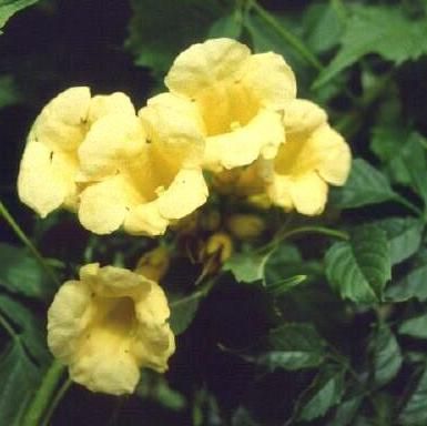 Campsis radicans flava (galben)