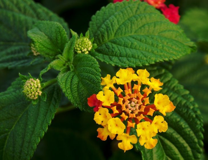 Lantana