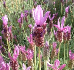 lavanda