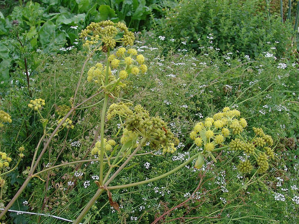 Flori de leustean