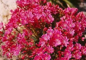 Lewisia