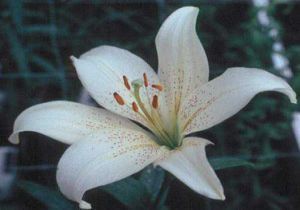 Lilium