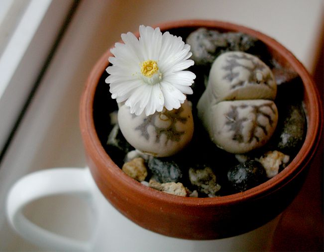 lithops