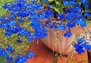 Lobelia\