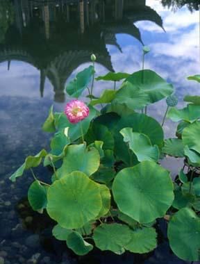 floare de lotus