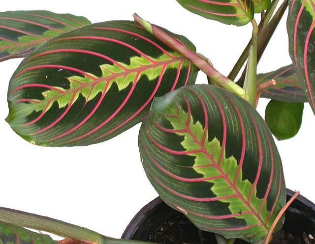 maranta leuconeura