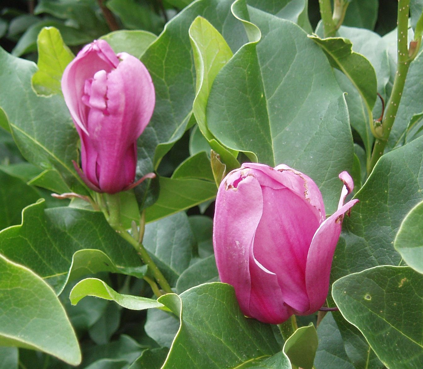 Magnolia 7
