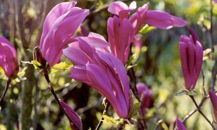 Magnolia 8