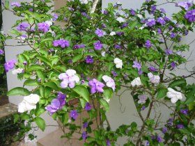 brunfelsia (a)