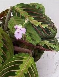 maranta leuconeura