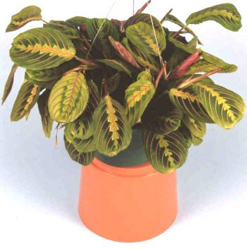 maranta leuconeura