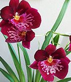 orhidee Miltonia (8)