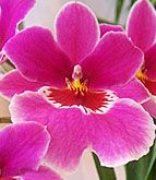 orhidee Miltonia (5)