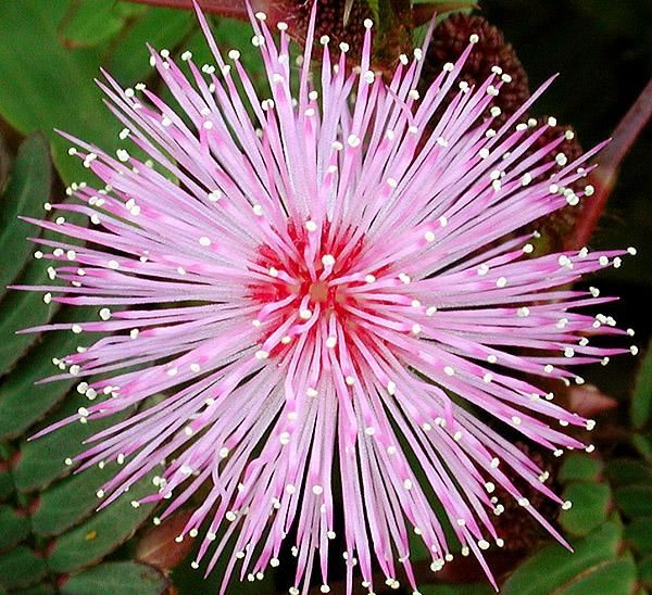 mimosa pudica (d)