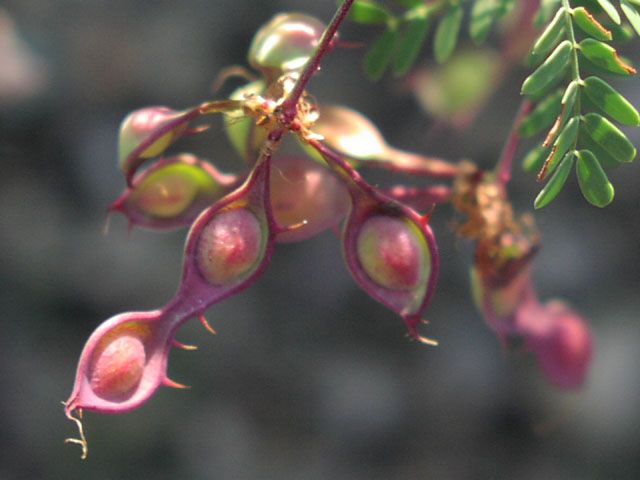 mimosa borealis