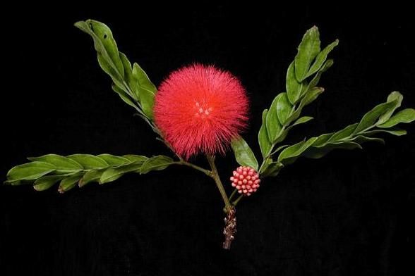 mimosa calliandra