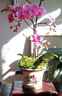 Phalaenopsis 5