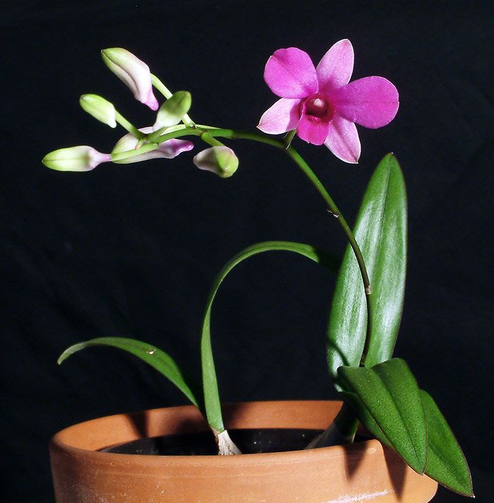 orhidee dendrobium (mini1)
