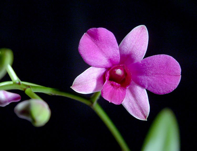 orhidee dendrobium (mini2)
