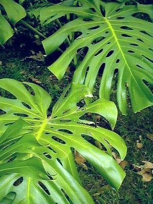 monstera deliciosa (3)