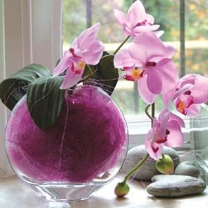 orhideea, cadoul ideal