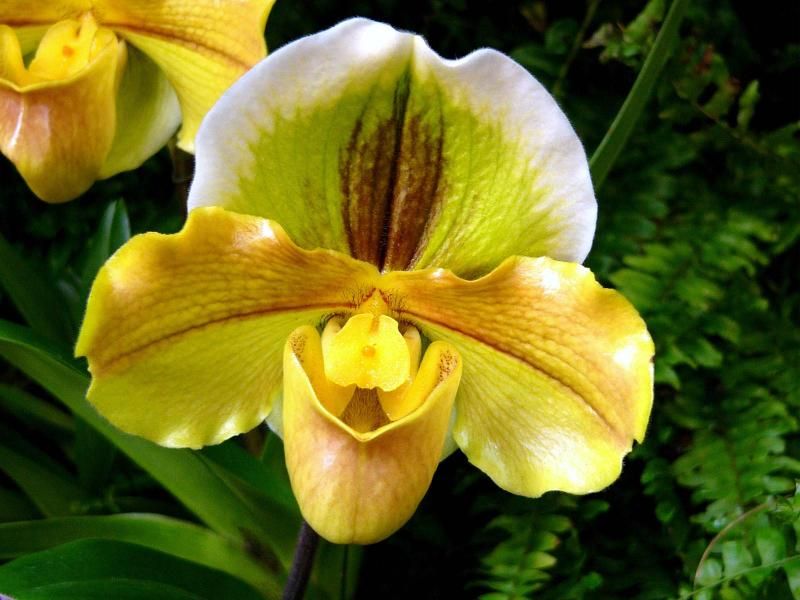 orhidee Paphiopedilum, cunoscuta si ca Papucul Doamnei