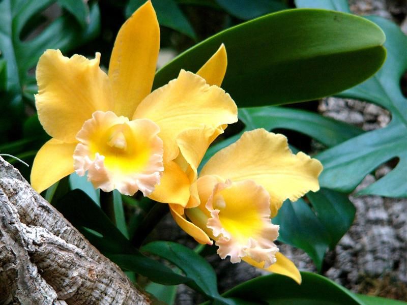 orhidee - Brassolaeliocattleya