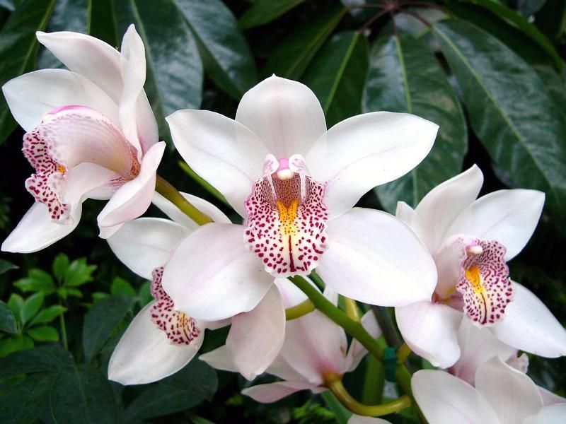 orhidee - Cymbidium