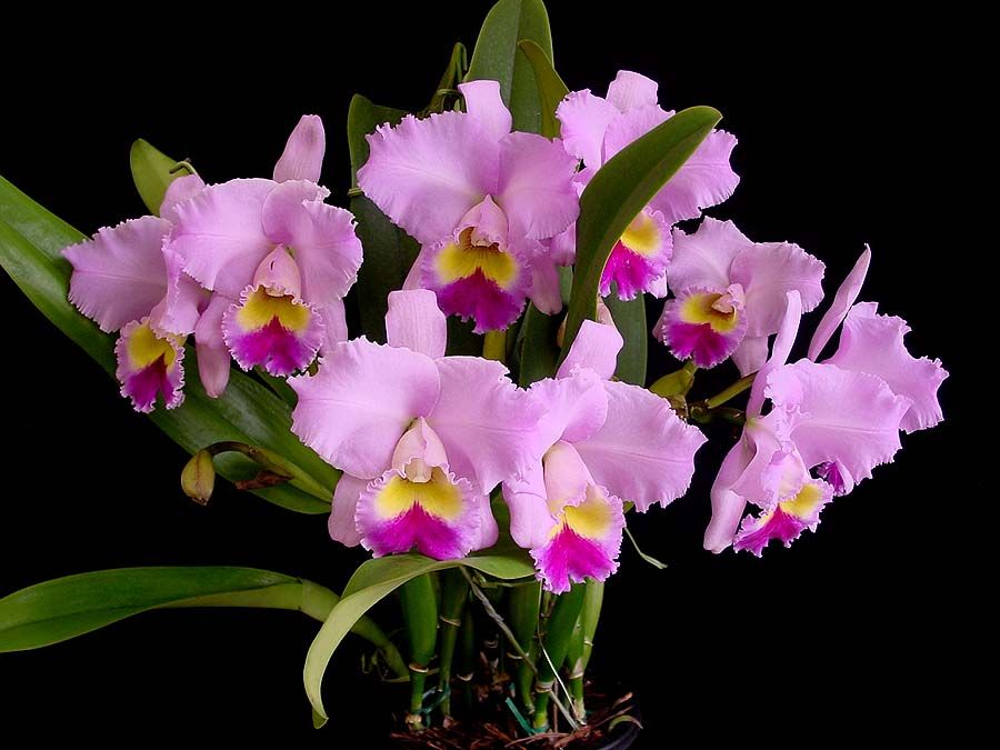 orhidee Laeliocattleya