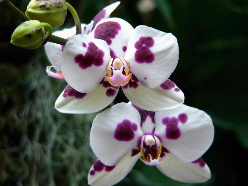orhidee Arlechin, Phalaenopsis