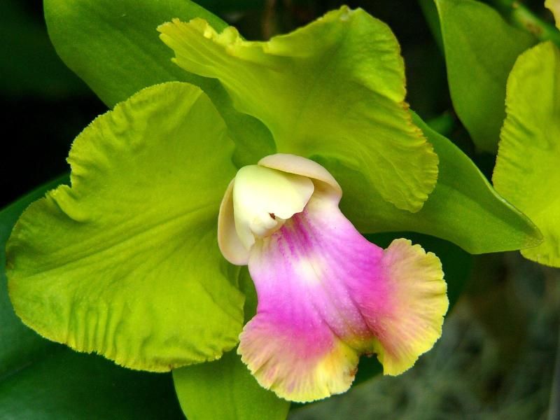 orhidee Mendenhall, Brassolaeliocattleya