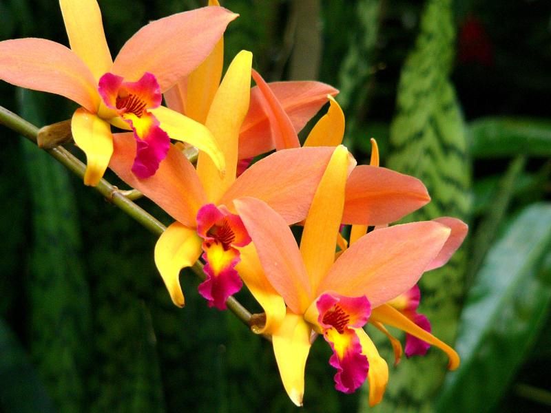orhidee Santa Barbara Sunset, Laella
