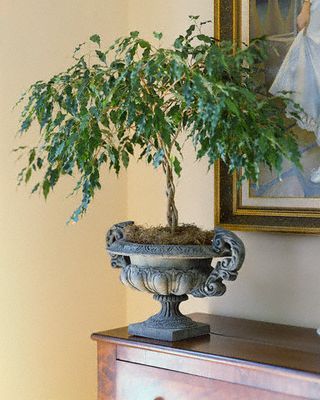 pachira plantata intr-o urna