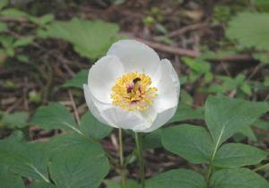 Paeonia