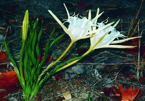 Pancratium